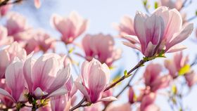 Cum va fi VREMEA de Florii 2025. Aflați prognoza meteo pentru următoarele 4 săptămâni!